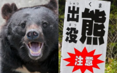 日媒：因近期日本“熊伤人情况极为严重”，英国政府发布旅行警告