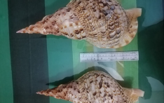 两名嫌疑人试图售卖珍稀海螺壳被捕