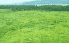 砍伐百公顷森林四年后 萨加玛塔机场项目烂尾变牧场