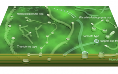 中国科学家找到5.5亿年前“生态革命”关键证据
