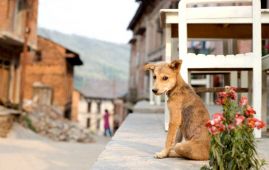 尼泊尔力争2030年前消除狂犬病：专家呼吁加大疫苗投资刻不容缓