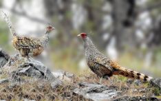 १६ वर्षपछि कालीगण्डकी बेसीनमा भेटिए दुर्लभ पन्छी चिरकालिजको १८ जोडी