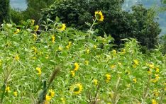 不丹帕罗嘎查乡向日葵产量占全国一半 农户盼增大型榨油设备