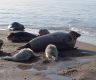 哈萨克斯坦里海沿岸发现百余只死亡海豹