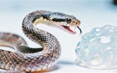 生死时速！毒蛇完成“致命一击”有多快