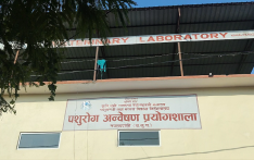 Pork sale banned in Parasi after finding African swine fever infection