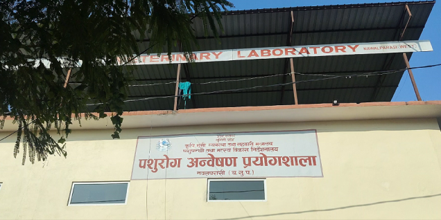 Pork sale banned in Parasi after finding African swine fever infection