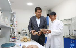 中方技术助力乌兹别克斯坦提升马铃薯产量