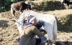 चौँरीपालनबाट आकर्षक आम्दानी