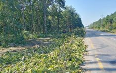 राजमार्ग बिस्तार : साढे ११ हजार रुख कटान आदेश