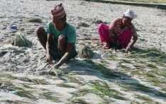 कृषि तथा पशुपन्छी क्षेत्रमा छ अर्ब सतसट्ठी करोडको क्षति