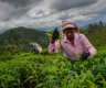 斯里兰卡百年最强飓风致茶园成“荒地” 工人生计受重挫