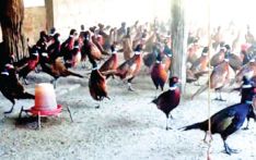 Pheasant farm earns Rs. 3M, outshines foreign jobs