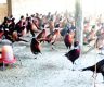 Pheasant farm earns Rs. 3M, outshines foreign jobs