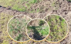 खडेरीले बैतडीसहित सुदूरपश्चिममा गहुँबाली सुक्दै