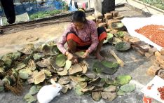 माघीको तयारीमा जुट्यो थारू समुदाय