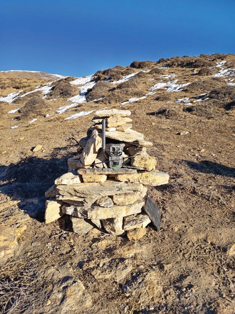 Mustang-snow-leopard-study-(3)