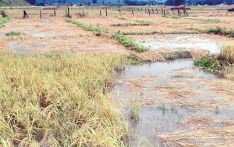 खडेरी र बेमौसमी वर्षाले घट्यो धान उत्पादन