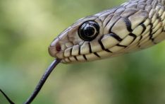 India's snakebite crisis is killing tens of thousands every year