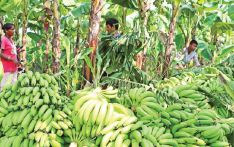 Banana sales hit Rs. 370M in Bardiya