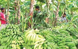 Banana sales hit Rs. 370M in Bardiya