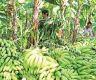 Banana sales hit Rs. 370M in Bardiya