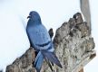 Cold weather pushes Himalayan pigeons into human settlements