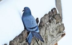 Cold weather pushes Himalayan pigeons into human settlements