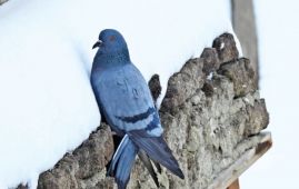 Cold weather pushes Himalayan pigeons into human settlements