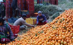 Orange worth Rs 316 million produced in Myagdi