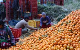 Orange worth Rs 316 million produced in Myagdi