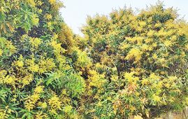 Mango production likely to increase this year