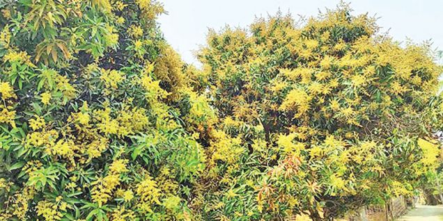 Mango production likely to increase this year