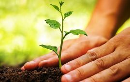 अफगानिस्तानमा हरित क्षेत्र विस्तारको नयाँ कार्यक्रम