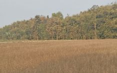 Morang mustard farmers facing losses