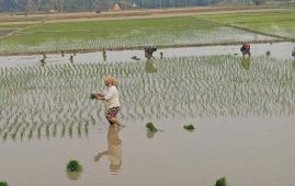 चैते धान लगाउन सुरु