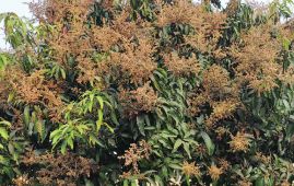 Sale of blossomed mango trees underway in Saptari