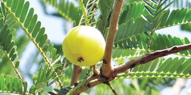 About 1.3M kg of herbs exported