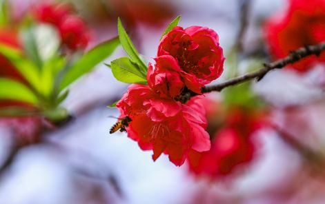 加德满都春日盛景组图：谷地繁花绽放，春意满盈