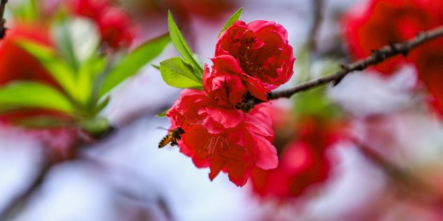 加德满都春日盛景组图：谷地繁花绽放，春意满盈