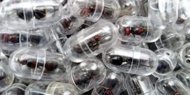 Chinese national charged for trying to smuggle 2,000 ants from Kenya