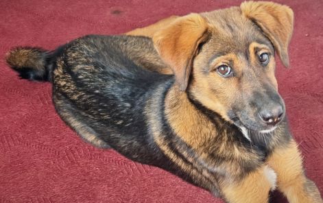 随笔：一只小土狗，乱了我在尼泊尔的七年浮生