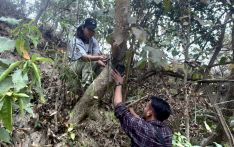 डढेलोको जोखिम कम गर्न वन क्षेत्रमा क्यामेरा जडान