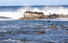 观天下丨船舶绕行好望角成常态　燃油供应商加速在非洲投资