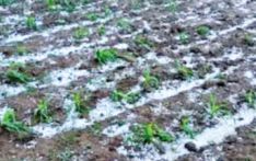 Hailstorm batters Mahottari agriculture, losses in millions