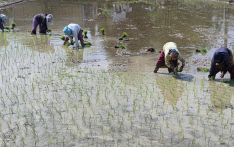सुनसरीमा चैते धान रोपाइँ