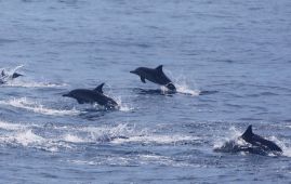 Wang Yi: China willing to make new contributions to global marine governance
