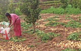 Farmer Field School promotes farming