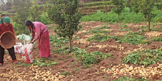 Farmer Field School promotes farming