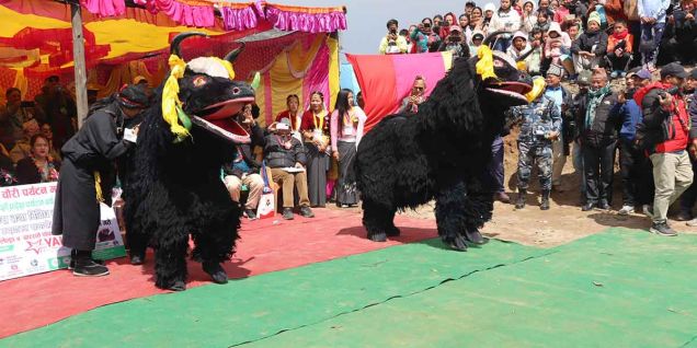 पर्यटन र उत्पादन प्रवर्द्धनका लागि चौँरी महोत्सव हुने